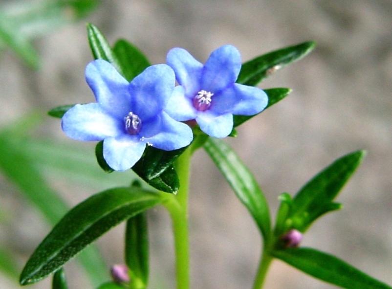 Lithodora rosmarinifolia / Erba perla mediterranea